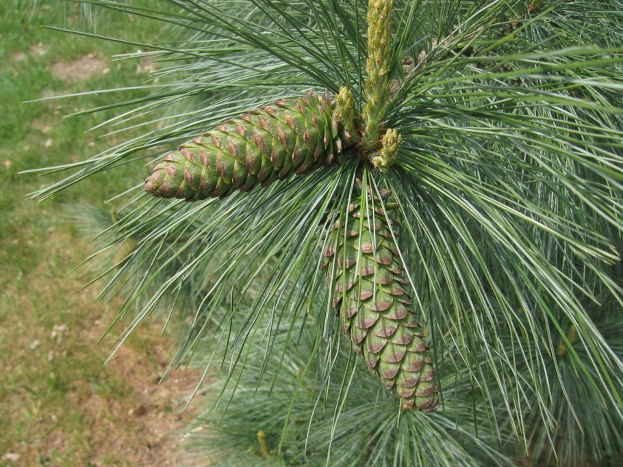 Pinus ayacahuite