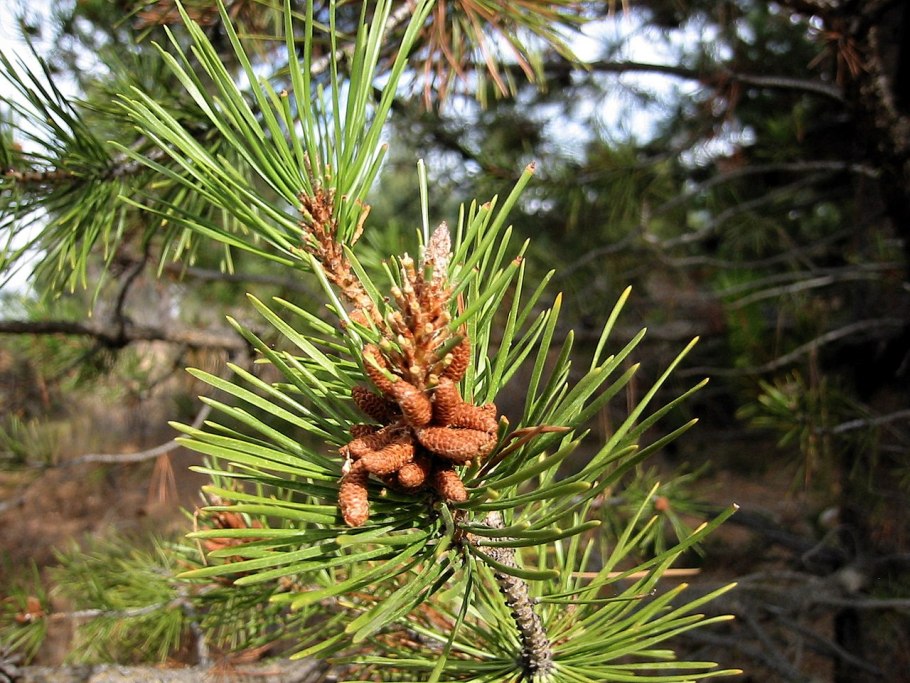 Pinus contorta