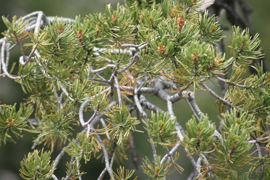 Сосна Excelsa wallichiana