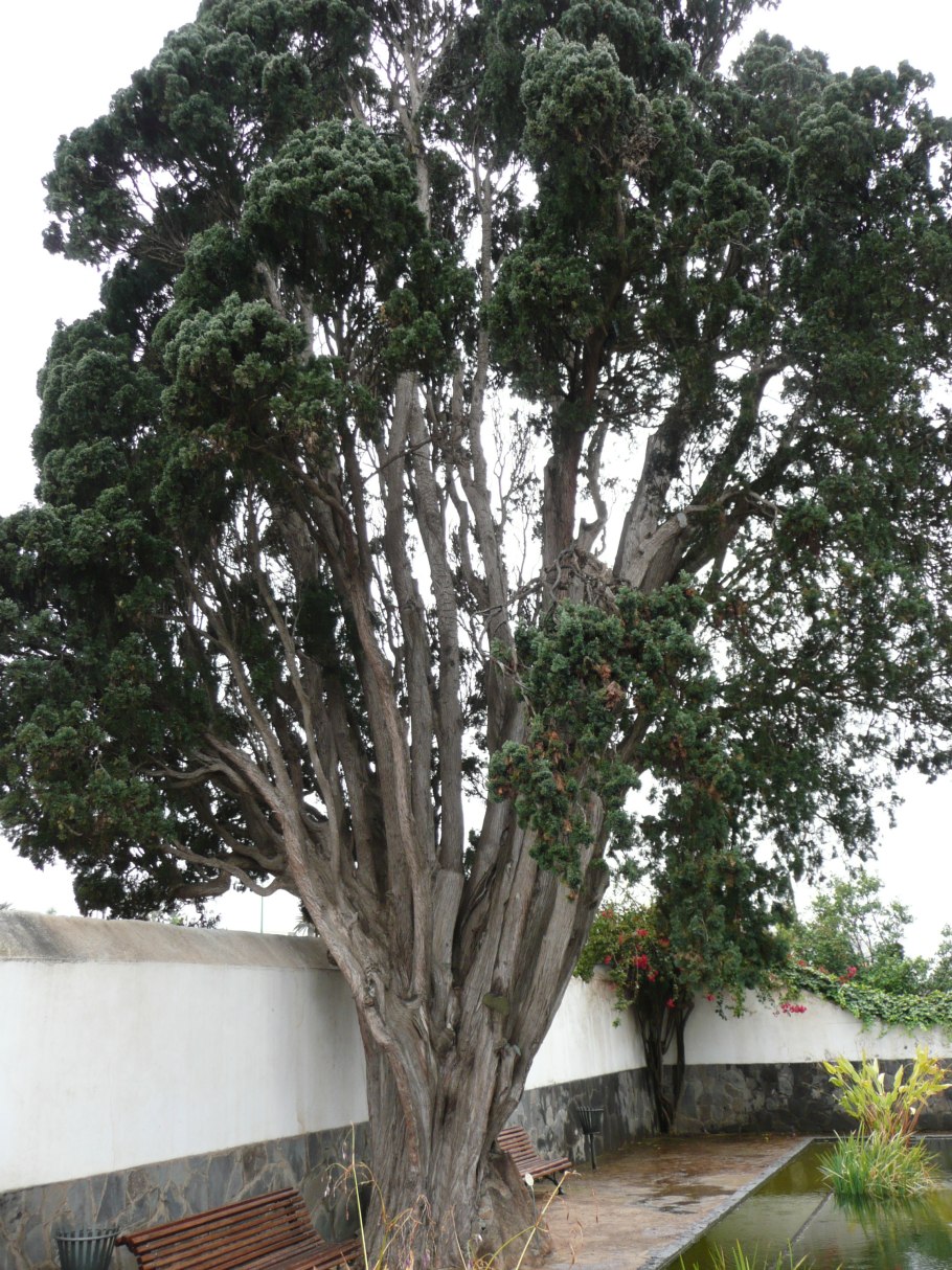 Cupressus lusitanica var benthamii