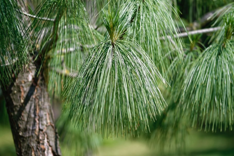 Сосна Монтесумы