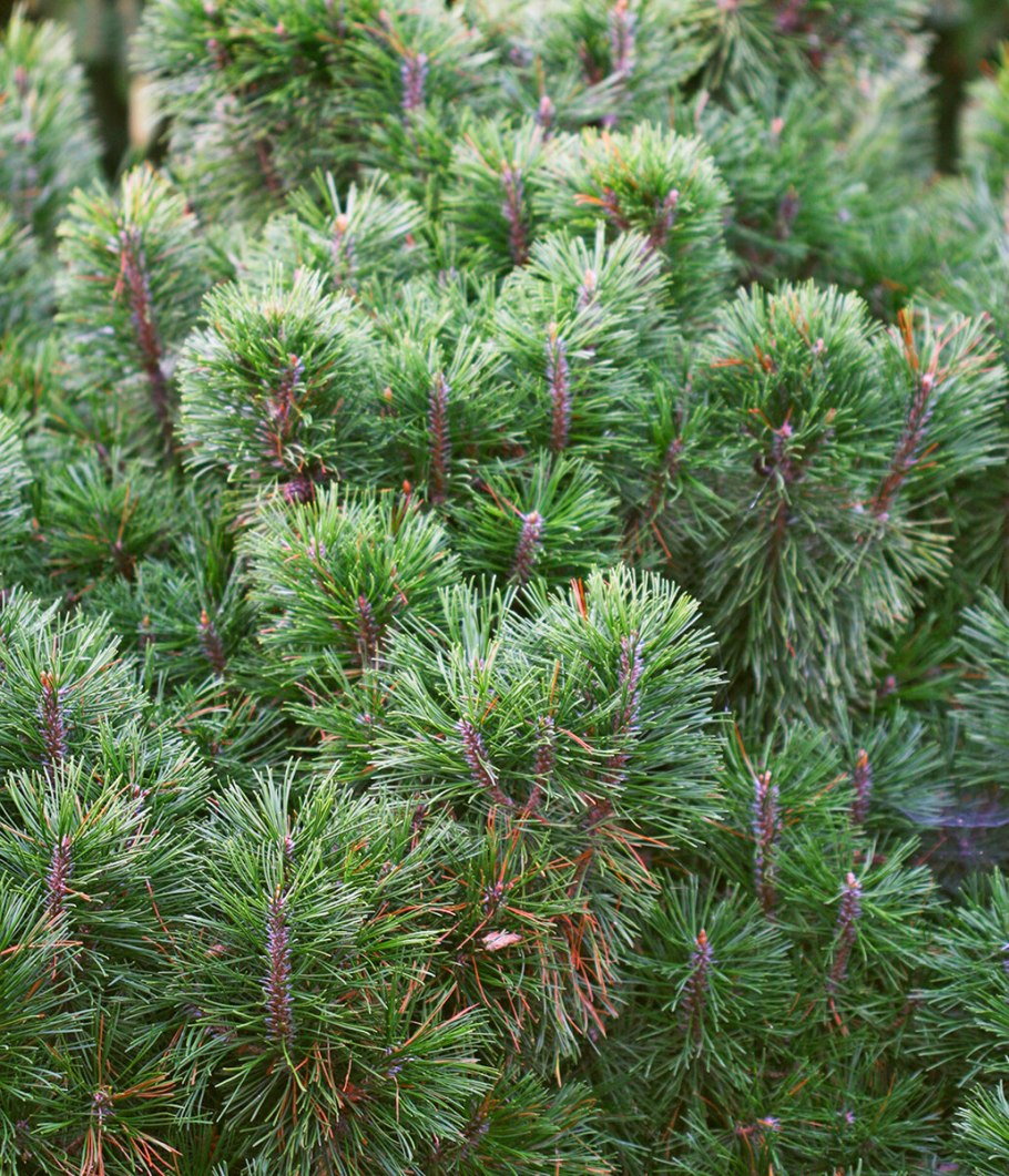 Сосна Карстенс Винтерголд