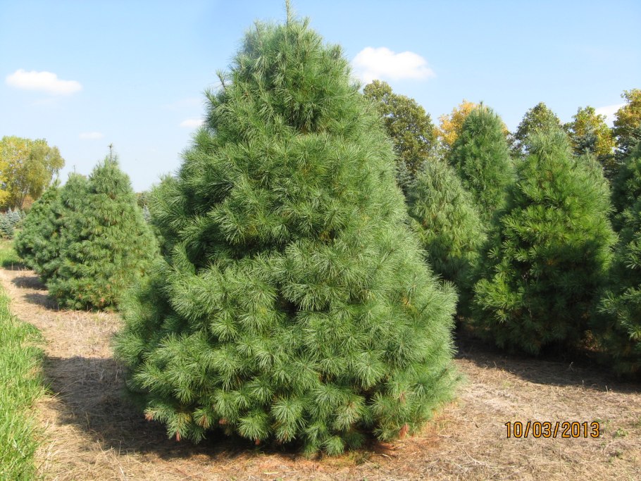 Сосна Монтесумы