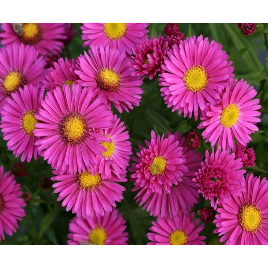 Астра кустарниковая "Блау Лагуна"