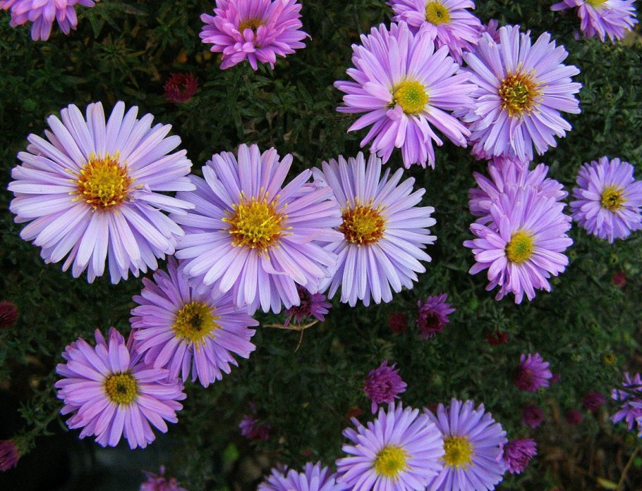 Астра сентябринка многолетняя