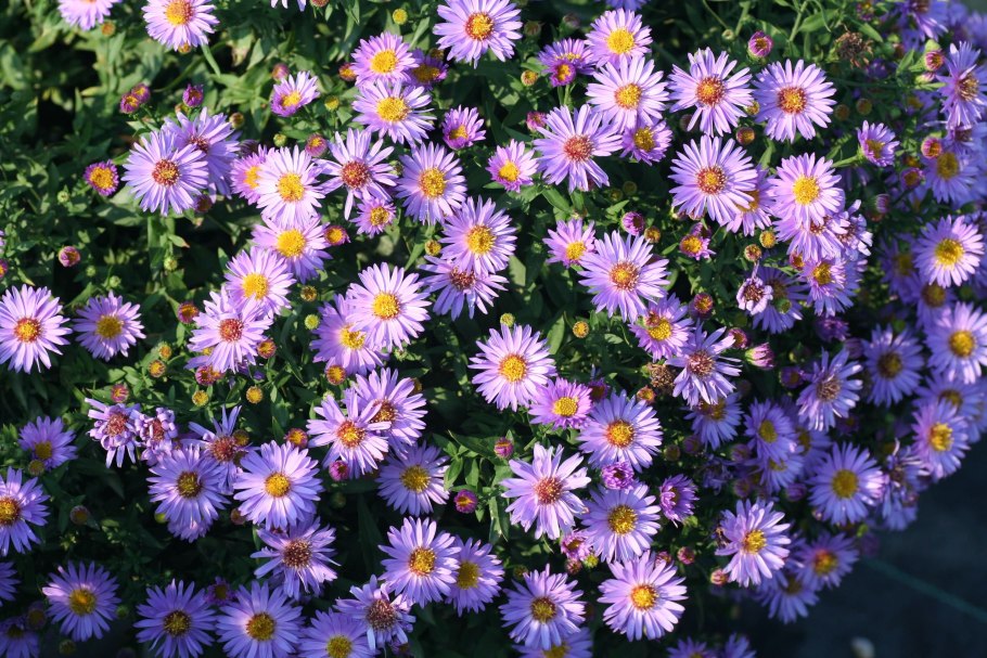 Астра многолетняя кустарниковая (Aster dumosus)