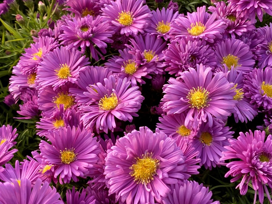 Астра многолетняя кустарниковая (Aster dumosus)