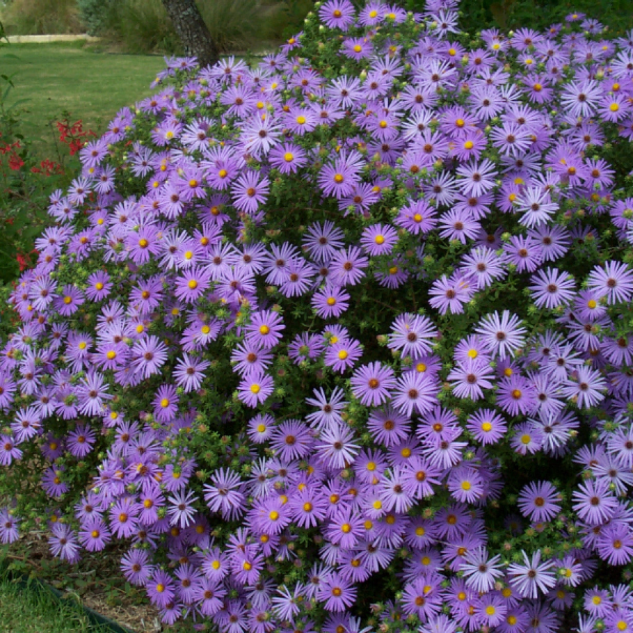 Астра многолетняя кустарниковая (Aster dumosus)