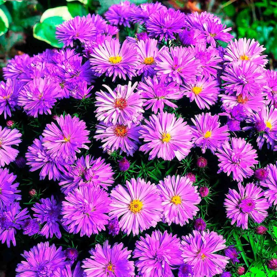 Астра кустарниковая Aster dumosus