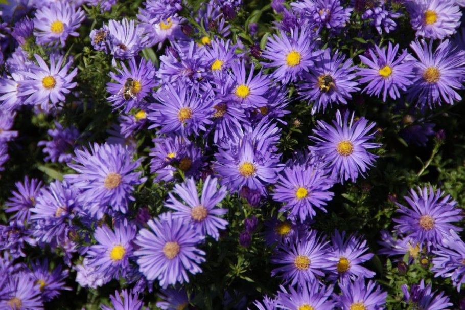 Астра многолетняя кустарниковая (aster dumosus)