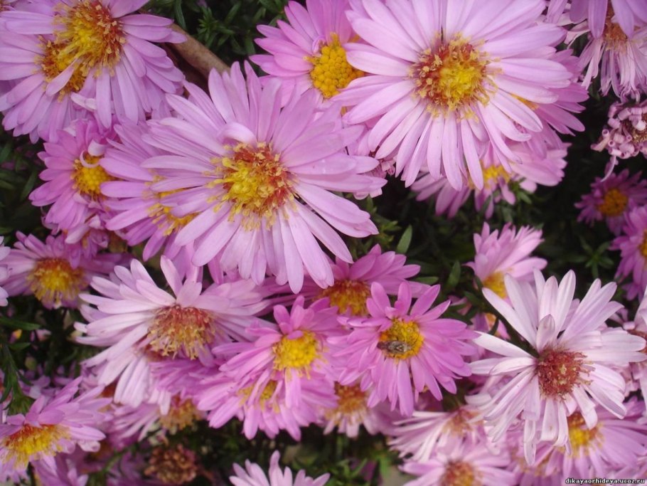 Астра кустарниковая Дженни