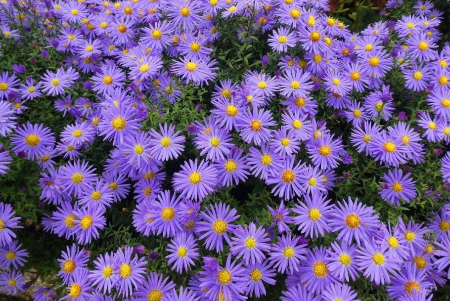 Aster dumosus jenny