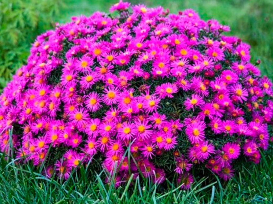 Астра многолетняя кустарниковая (Aster dumosus)