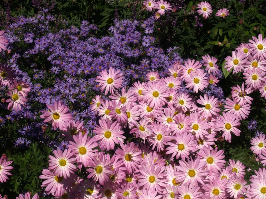 Астра многолетняя кустарниковая (Aster dumosus)