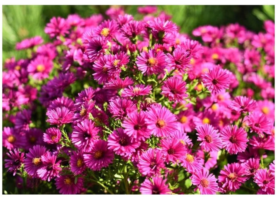 Астра кустарниковая дженни