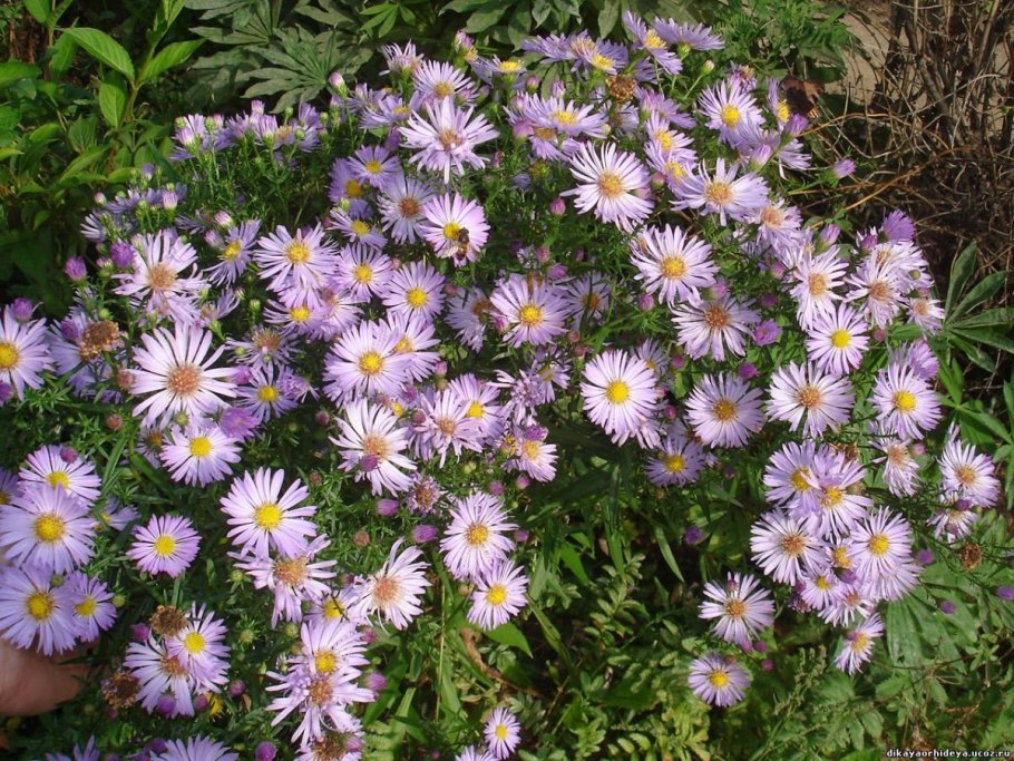 Астра многолетняя кустарниковая (Aster dumosus)
