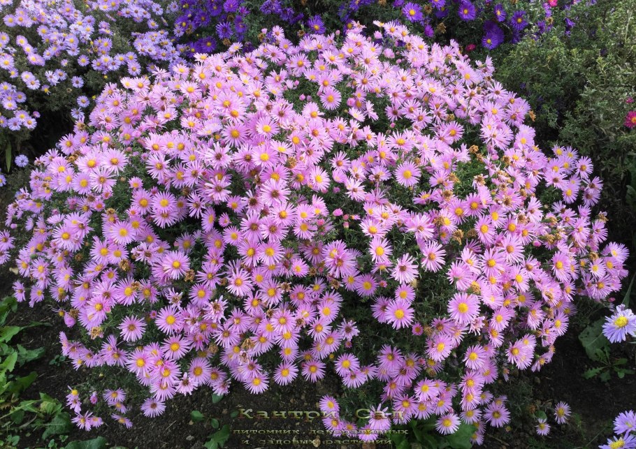 Астра кустарниковая 'peter harrison'