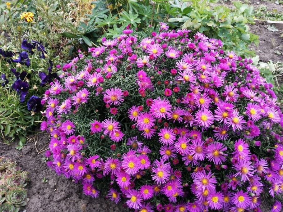 Астра Апполо кустарниковая