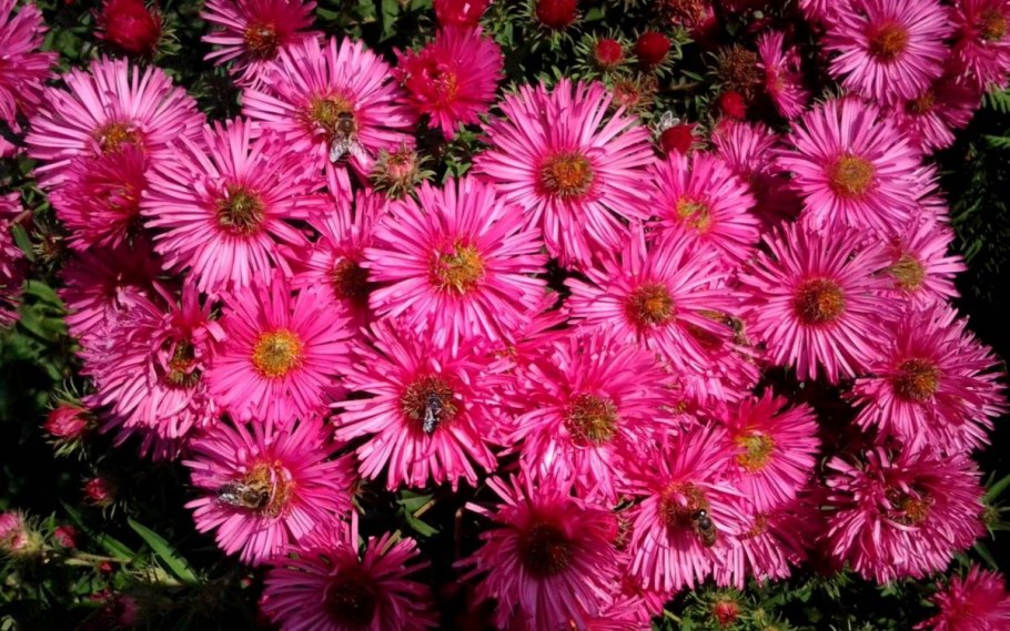 Астра кустовая