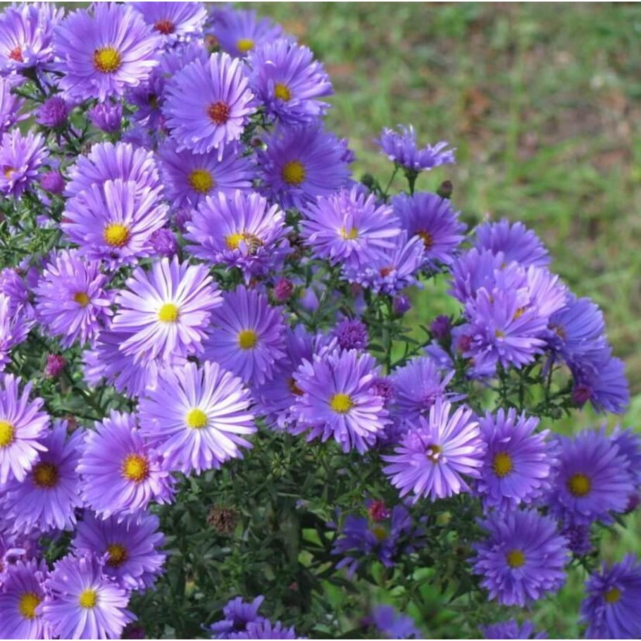 Астра новобельгийская мари баллард