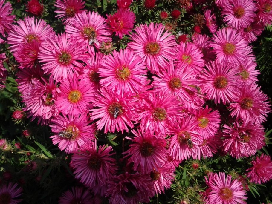 Астра Констанс многолетняя