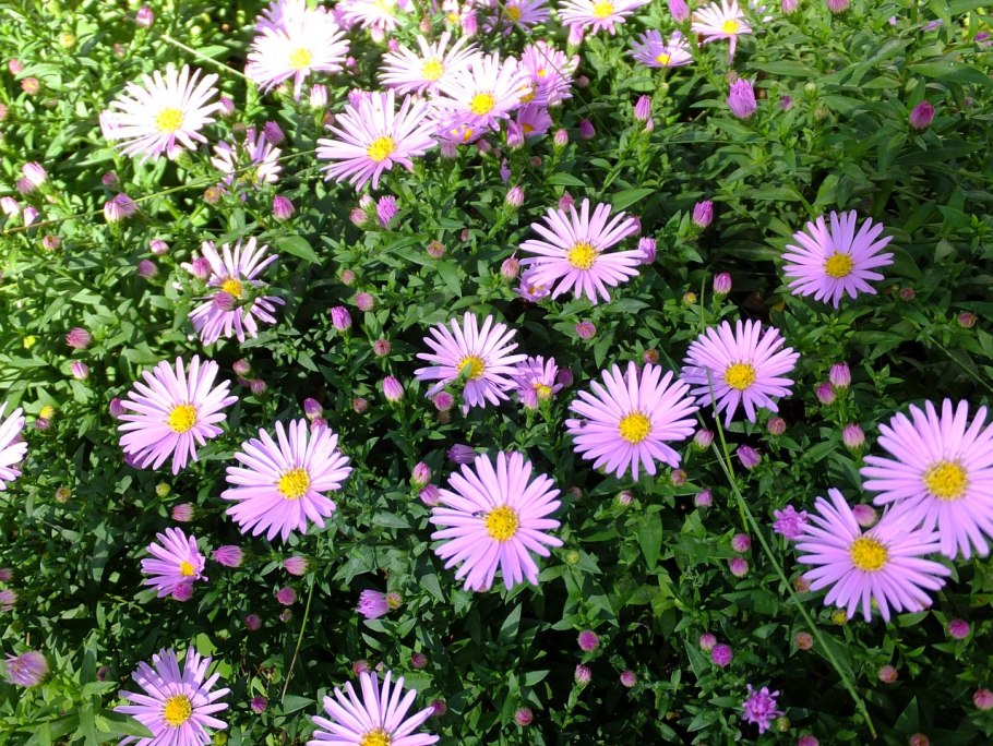 Астра кустарниковая аполло