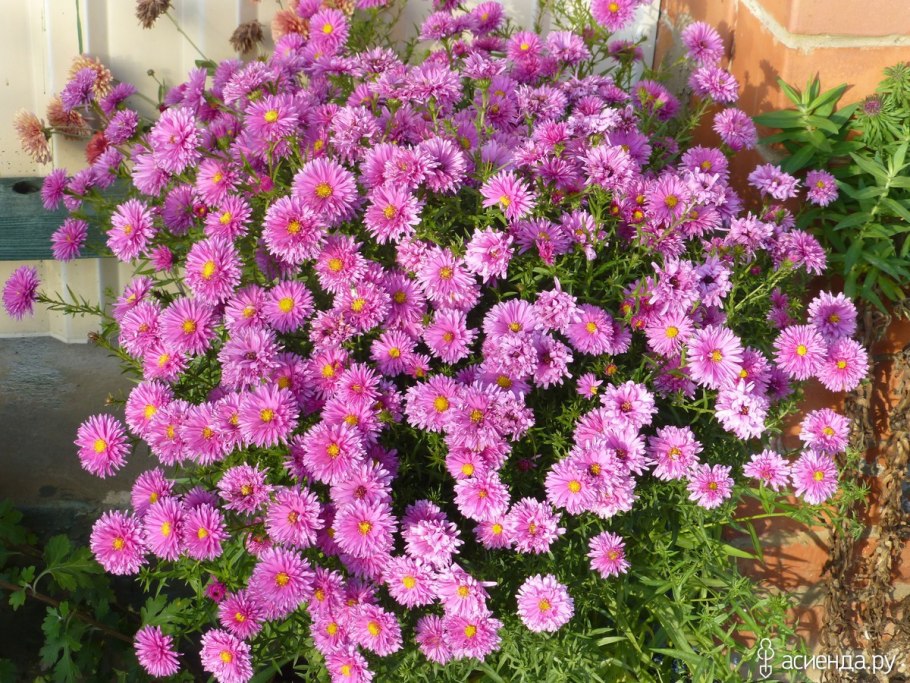 Астра кустарниковая элис хэслем