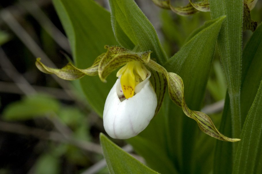 Венерин башмачок стебель