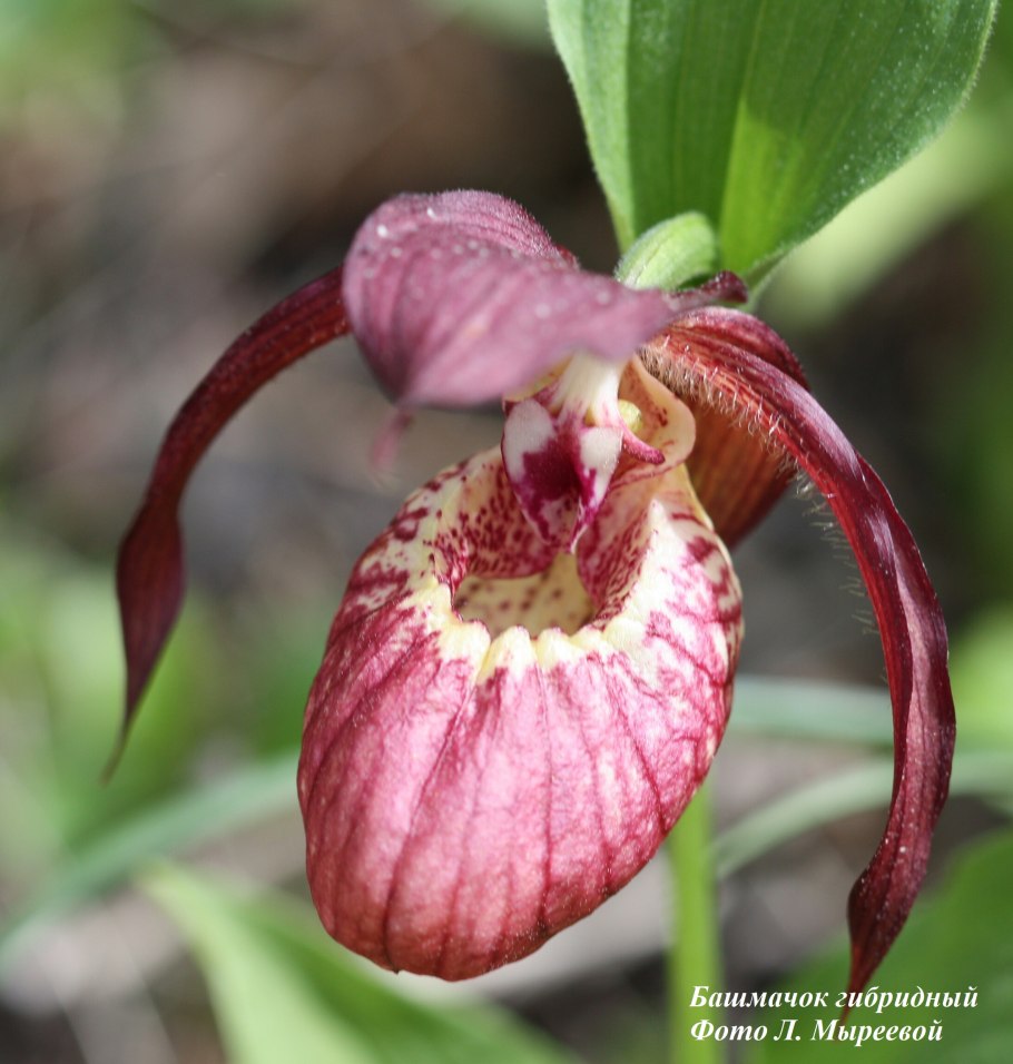 Пафиопедилум Венерин башмачок Орхидея