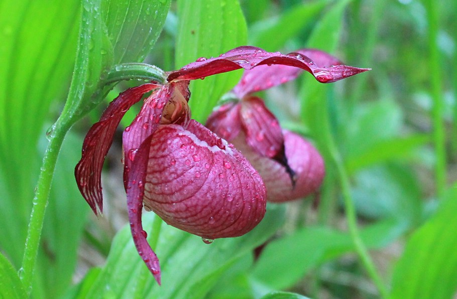 Венерин башмачок из красной книги