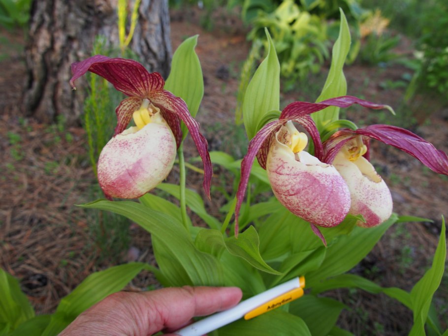 Венерин башмачок розовый