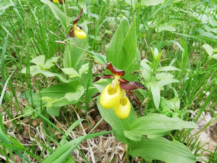 Венерин башмачок Ирен