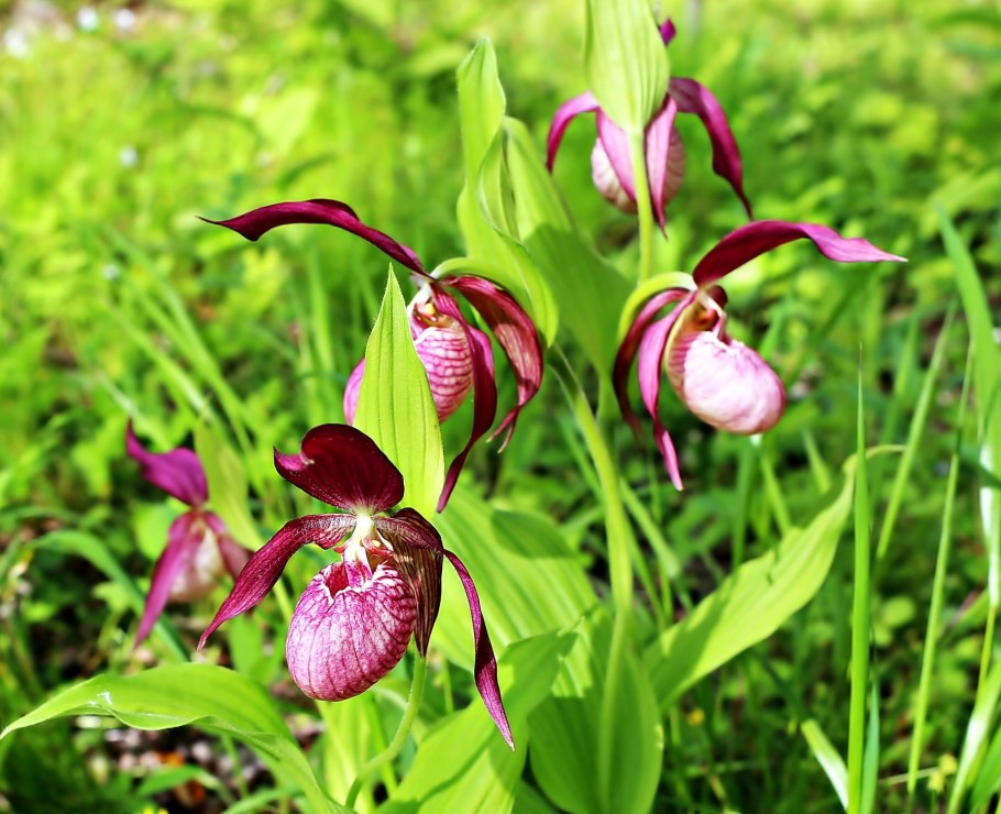 Венерин башмачок