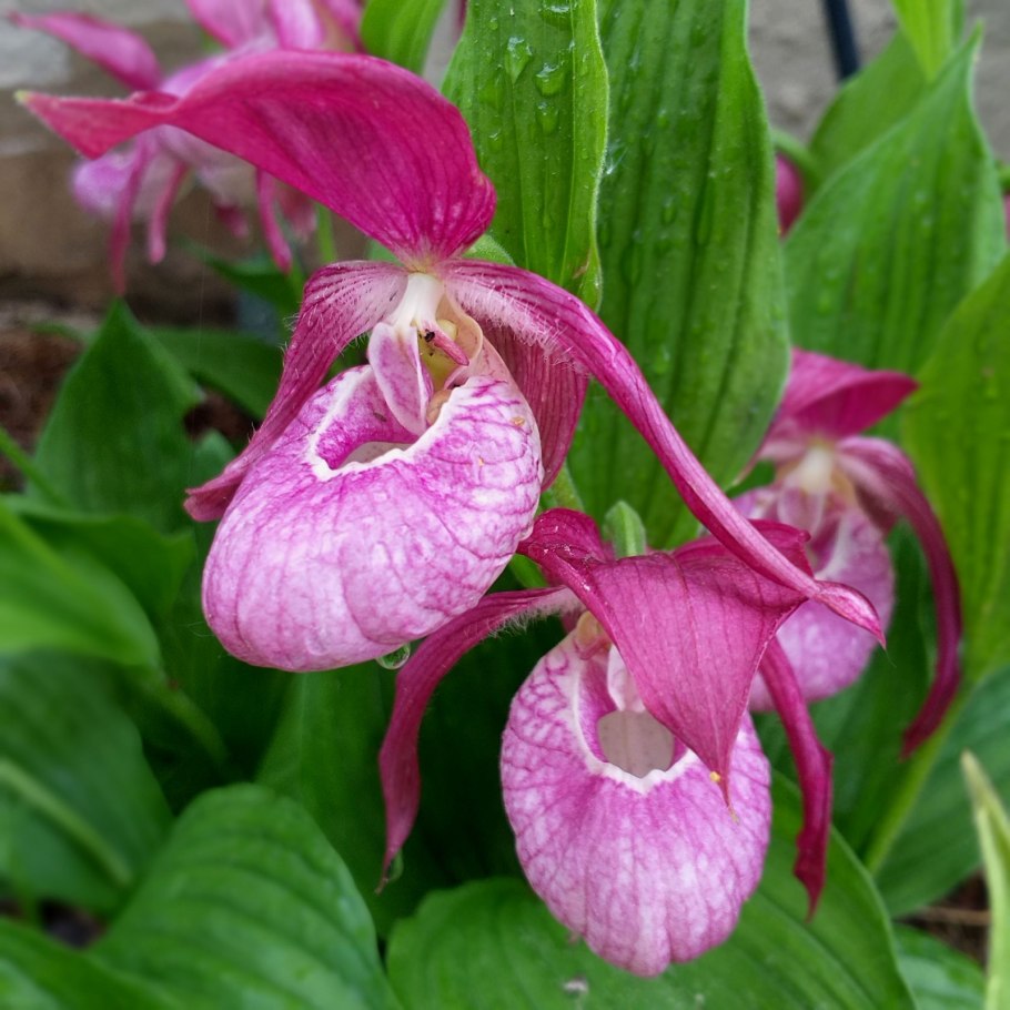 Венерин башмачок листья