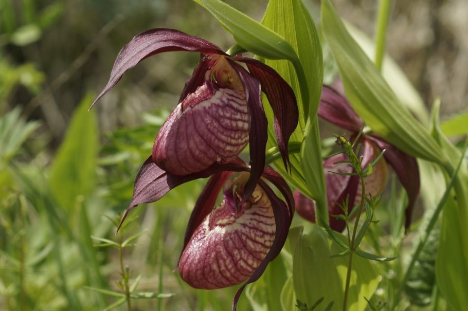Венерин башмачок крупноцветковый