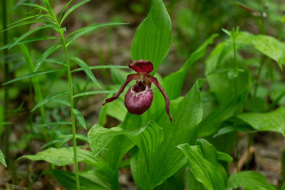 Ведьмин башмачок цветок