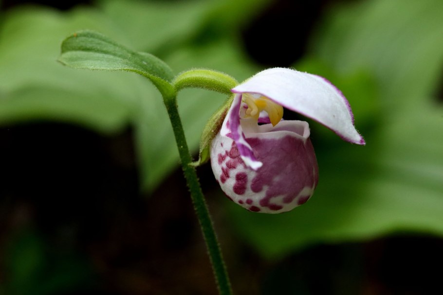 Венерин башмачок