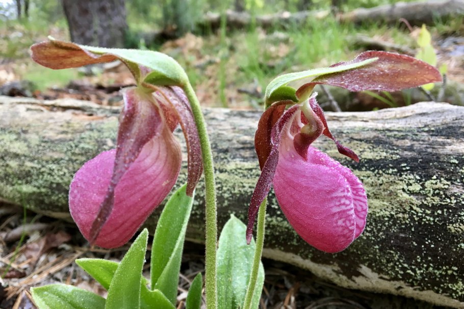 Cypripedium acaule