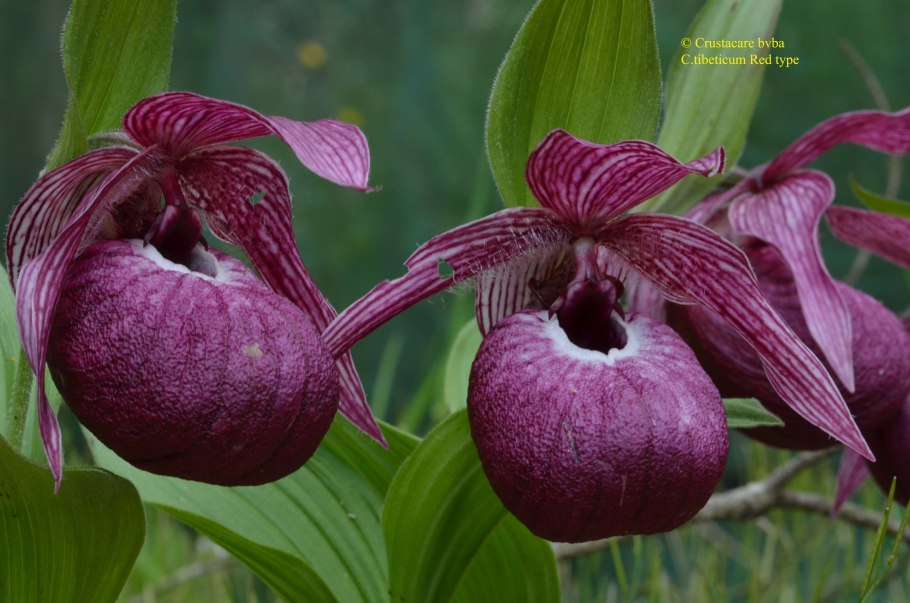 Башмачок крупноцветковый Зюраткуль