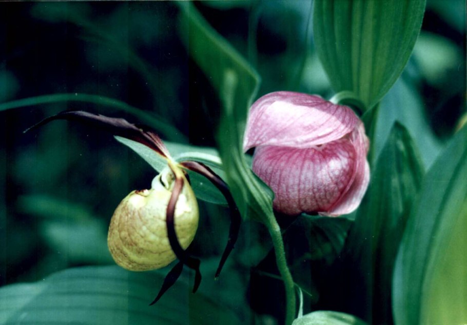 Венерин башмачок крупноцветковый