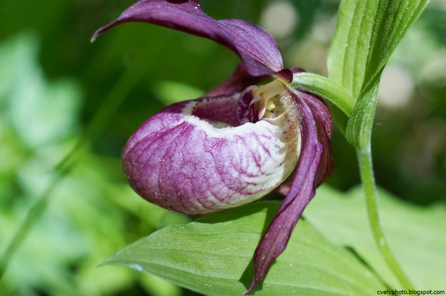 Венерин башмачок растение