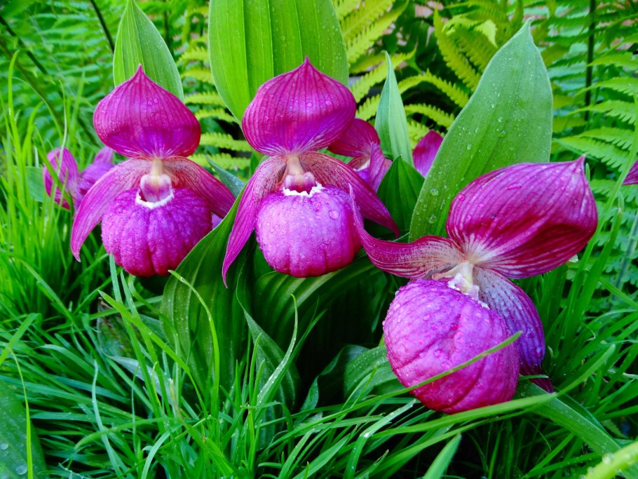 Башмачок венерин