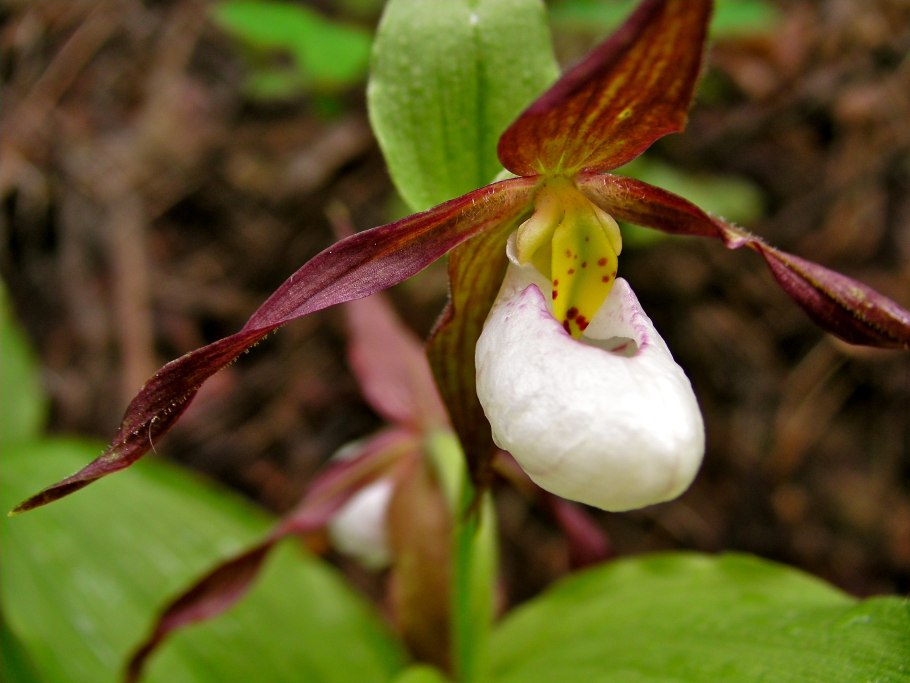 Cypripedium montanum