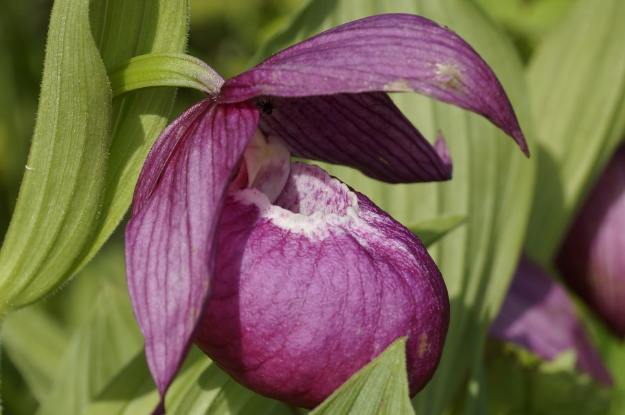 Cypripedium arietinum