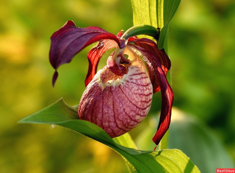 Орхидея лесная венерин башмачок