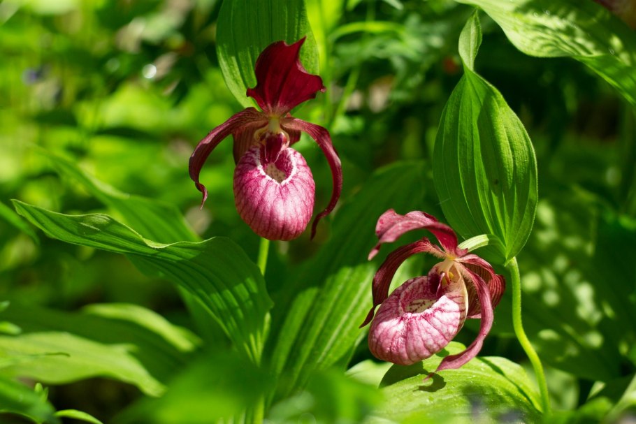 Венерина башмачка