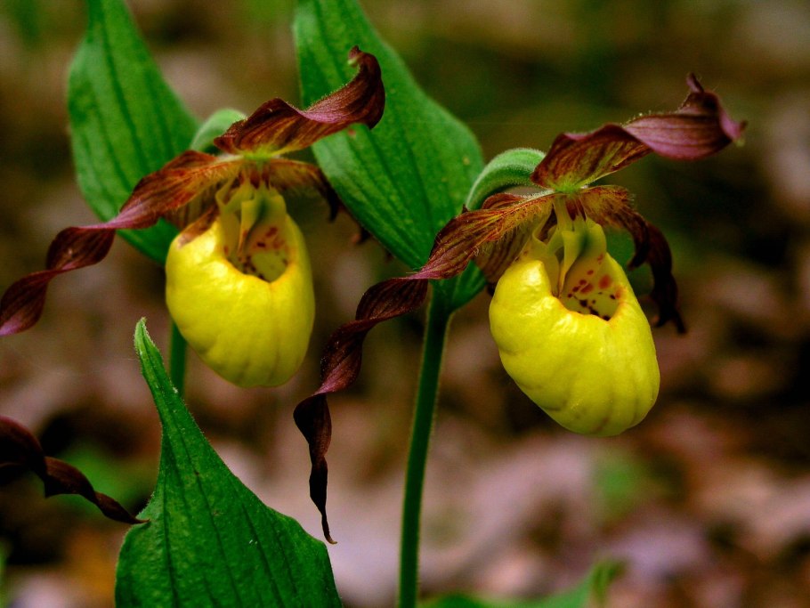 Орхидея венерин башмачок
