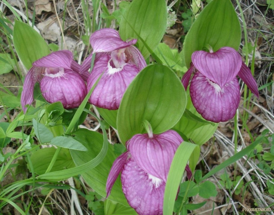Орхидея венерин башмачок