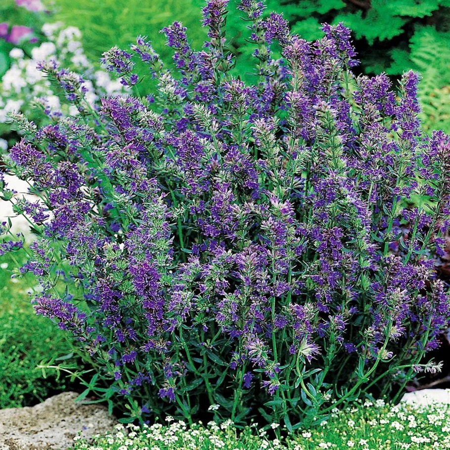 Иссоп розеус