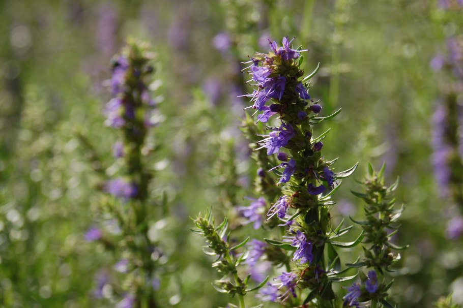 Иссоп лекарь